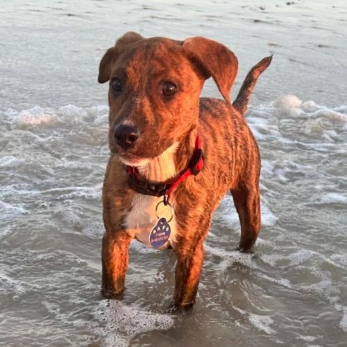 Candy - Mixed breed Dog