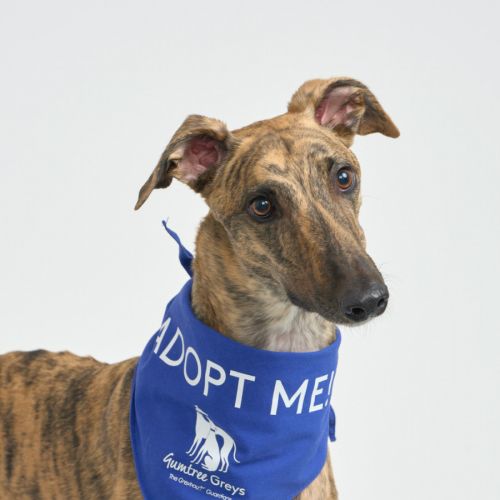 Tyson - Greyhound Dog