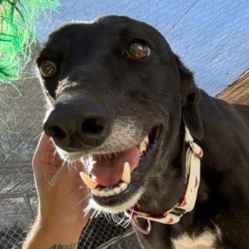 Hiraani The Greyhound - Greyhound Dog
