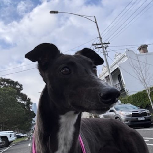 Alice  - Greyhound Dog
