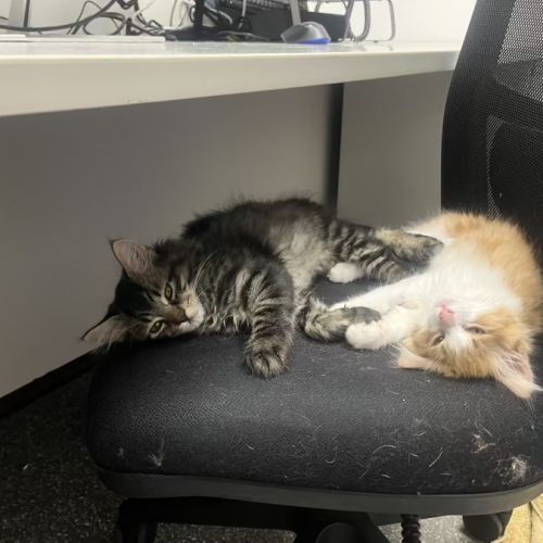 Aspi and Sharpay - Domestic Medium Hair (DMH) Cat