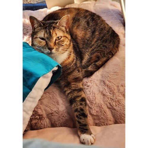 7436 - Tortoise - Domestic Short Hair Cat