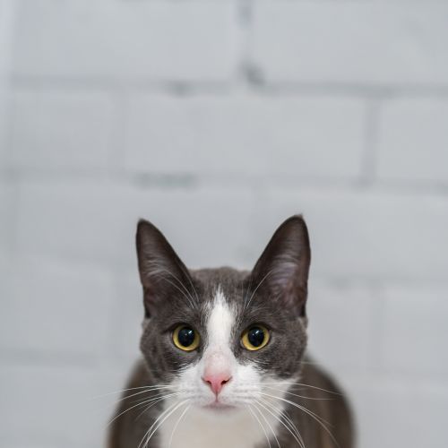 Lisa - Domestic Medium Hair Cat