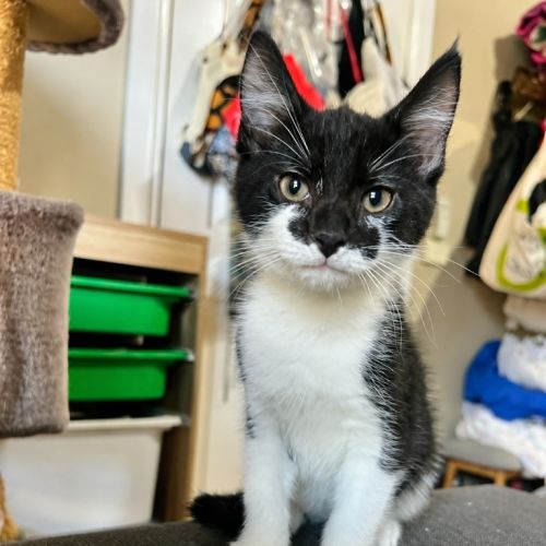 Atlas - Domestic Short Hair (DSH) Cat