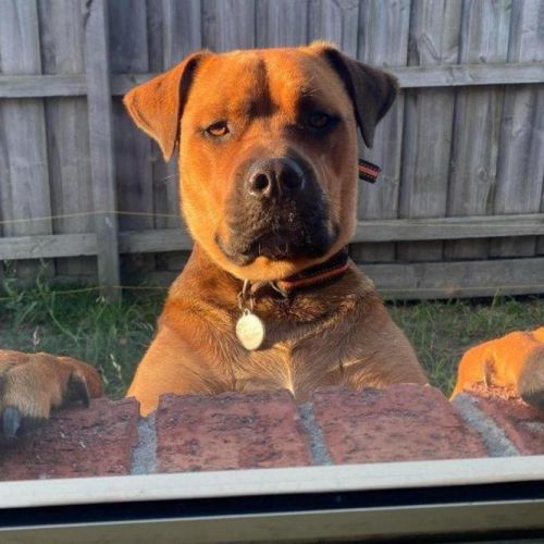 Skye Peggotty - Rottweiler x Mastiff Dog