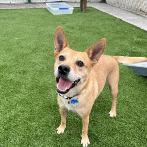 Miss Pig - Australian Cattle Dog