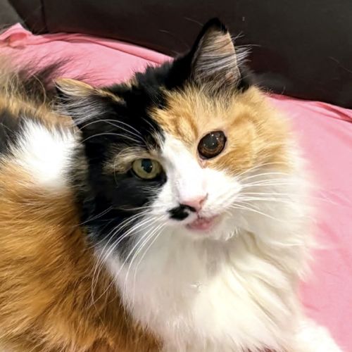 Beatrice STA014369 - Domestic Medium Hair (DMH) Cat