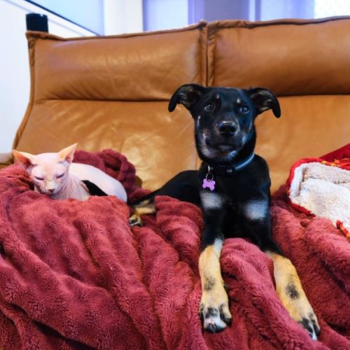 Anna-Kee - Border Collie x Australian Kelpie Dog