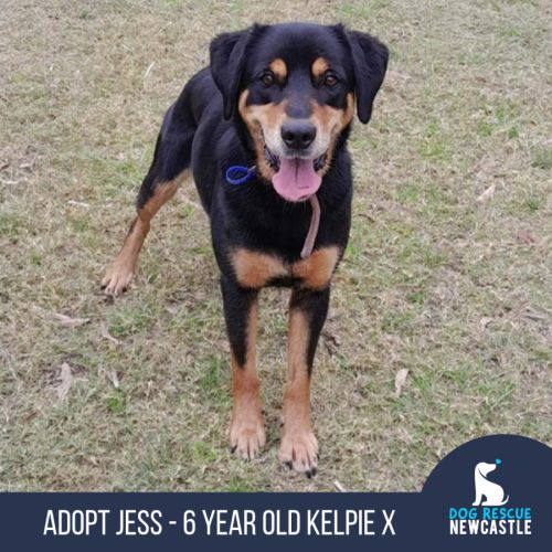 Jess - 6 Year Old Kelpie X Labrador - Australian Kelpie x Labrador Retriever Dog
