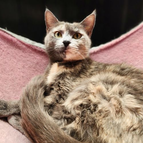 Dolly  - Domestic Short Hair (DSH) Cat