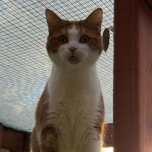 Toasty - Domestic Short Hair (DSH) Cat