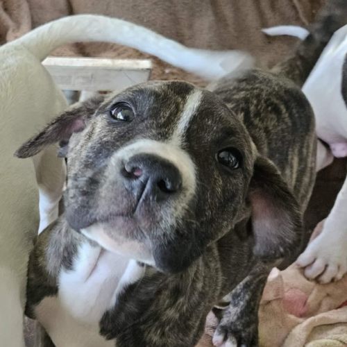 Kunama - Bull Arab Dog