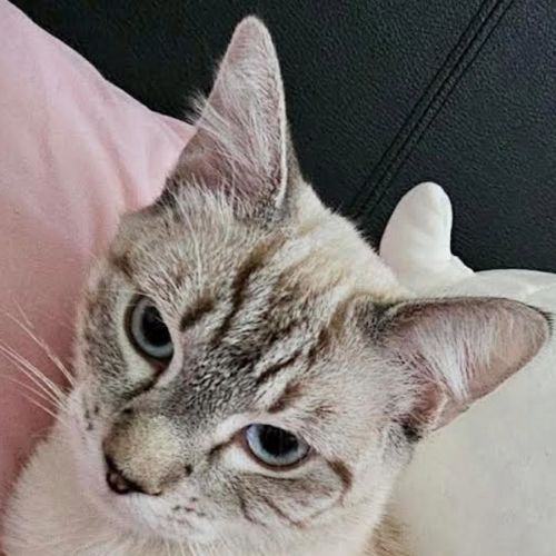 snuggles - Ragdoll x Siamese Cat