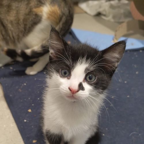 Jaspurr - Domestic Short Hair (DSH) Cat