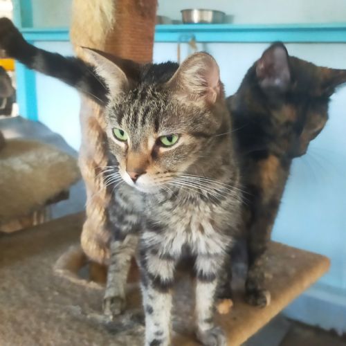 Peta - Domestic Short Hair (DSH) Cat
