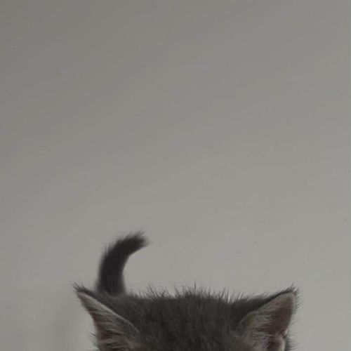 Bleu - Domestic Short Hair (DSH) Cat