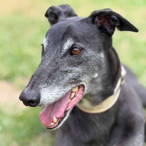 Senior Constable Beardmore The Greyhound - Greyhound Dog