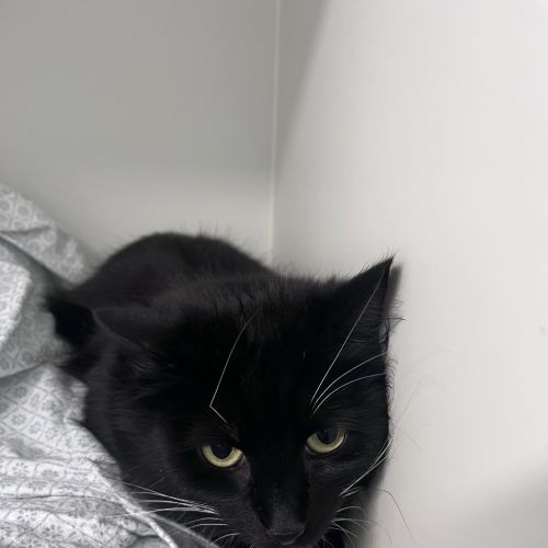 Esme - Domestic Medium Hair Cat