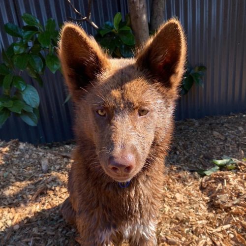 Bear 🐻 18 MO Dingo Hybrid - Dingo Dog