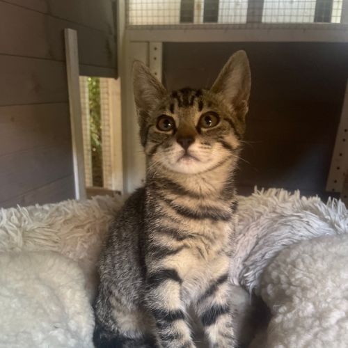 Kitten 1 - Domestic Short Hair (DSH) Cat