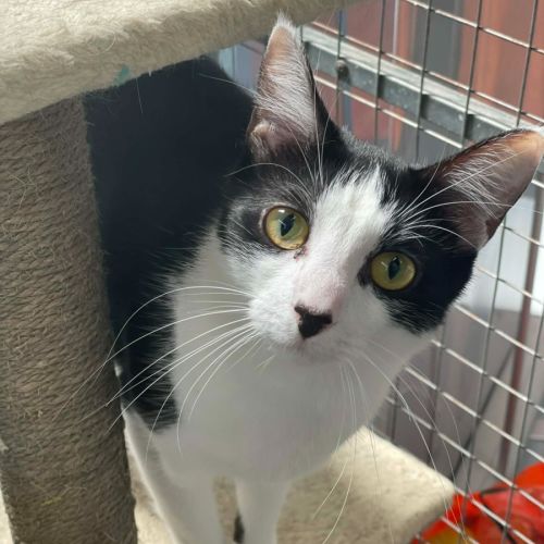 Magpie **2nd Chance Cat Rescue** - Domestic Short Hair (DSH) Cat