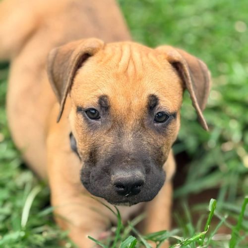 Avery - Shar Pei Dog