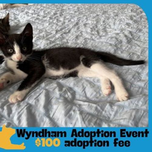 Nancy - Domestic Short Hair Cat