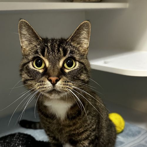 Lucy - Domestic Short Hair Cat