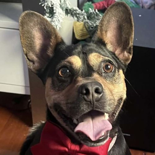 Chad - French Bulldog x Australian Kelpie Dog