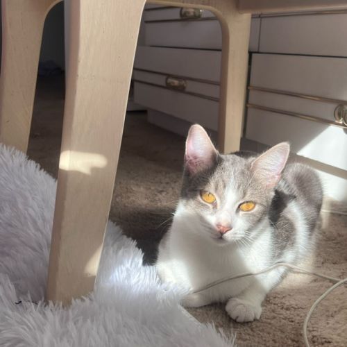 Bowie - Domestic Short Hair (DSH) Cat