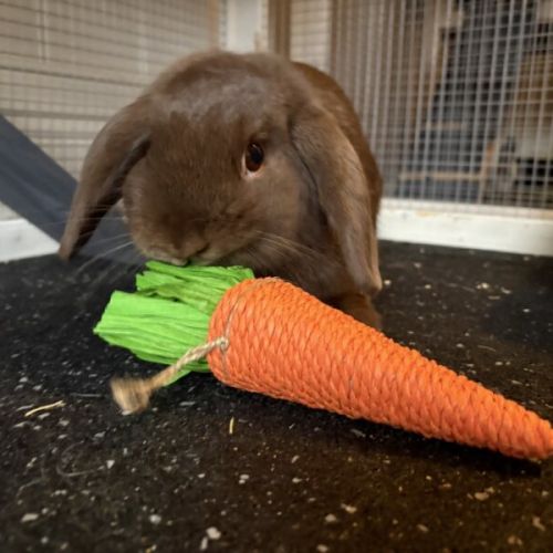 Milo - Mini Lop Rabbit