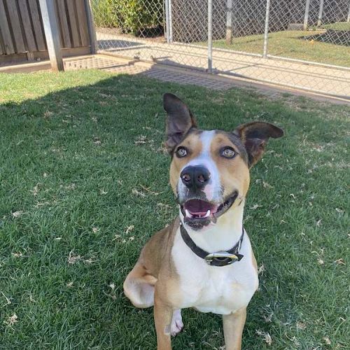 Jimmy - Australian Koolie Dog