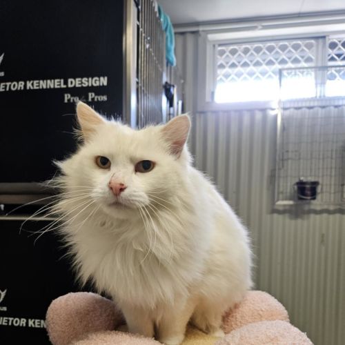 Snowball - Domestic Long Hair (DLH) Cat