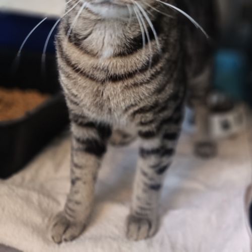 Freddy - Domestic Short Hair Cat