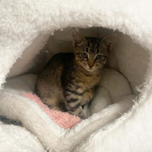 Dixie - Domestic Short Hair (DSH) Cat