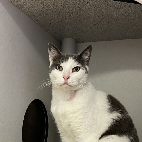 Sugar - Domestic Short Hair x Manx Cat