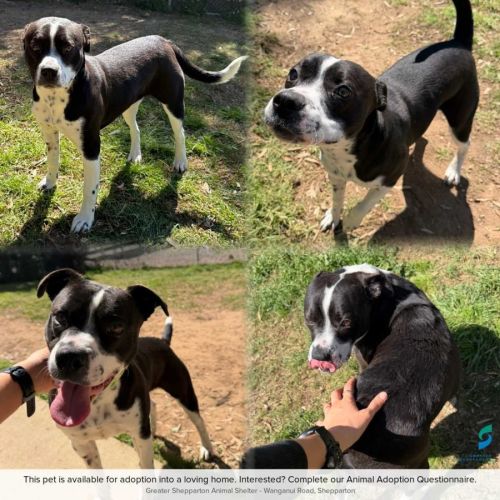 Savy - American Staffordshire Terrier Dog