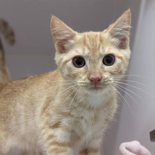 Ruffnut - Domestic Medium Hair Cat