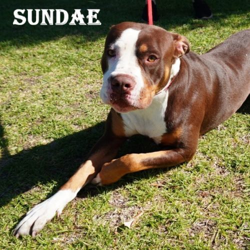 Sundae - American Staffordshire Terrier Dog
