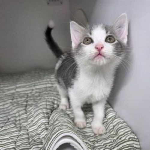 Possum - Domestic Short Hair Cat