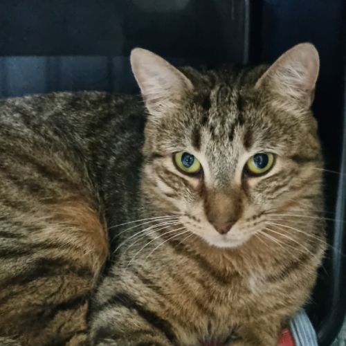 Nessa - Domestic Short Hair (DSH) Cat