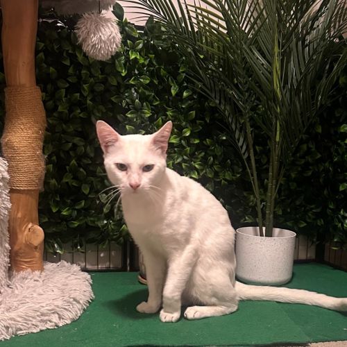 Yeti - Domestic Short Hair (DSH) Cat