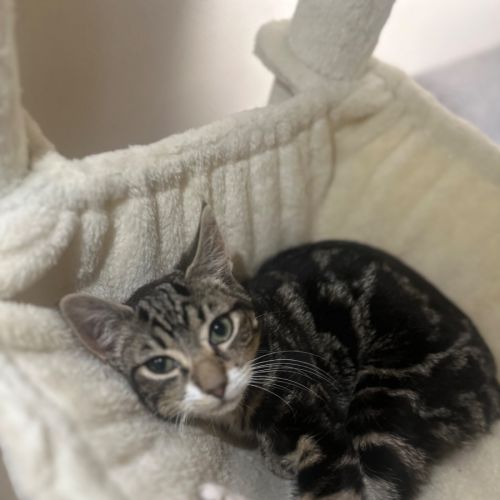 Dobby - Domestic Short Hair (DSH) Cat