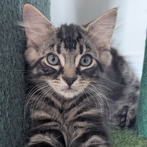 Darcy - Domestic Medium Hair (DMH) Cat