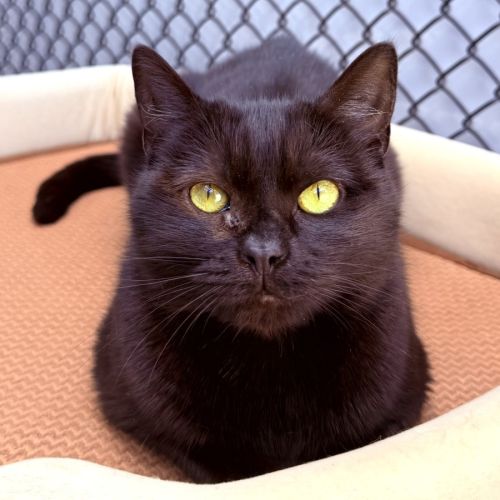 Ghost 👻 - Domestic Short Hair (DSH) Cat