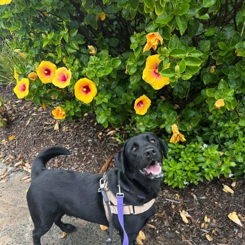 Zeus - 1 Year Old Labrador - Labrador Retriever Dog