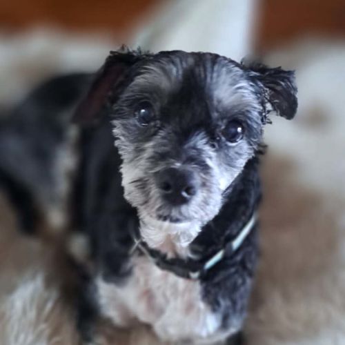 Tiny  - Shih Tzu Dog