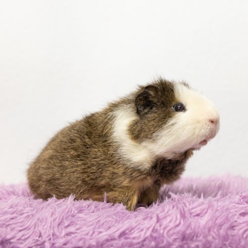 Sid - Rex Guinea Pig