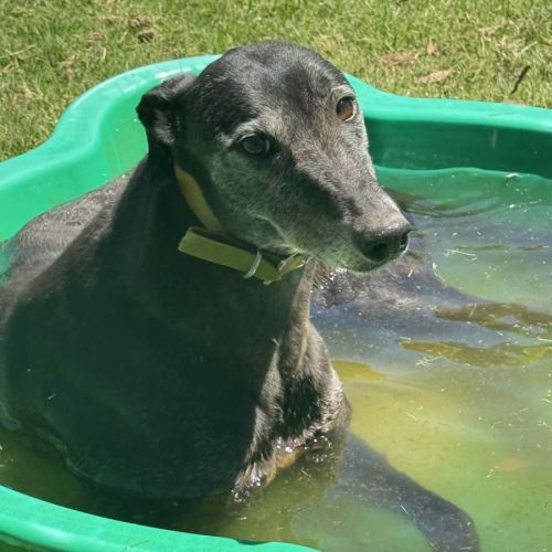 Lobo - Greyhound Dog