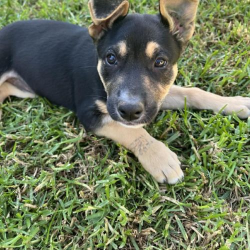 Plum - German Shepherd Dog x Australian Kelpie Dog
